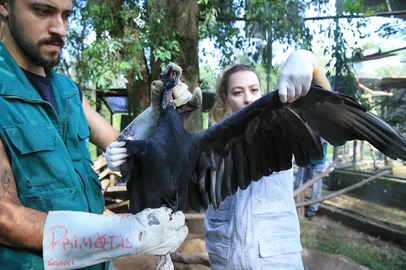 Canoas, RS, Brasil, 20/03/2025 - Animais que tiveram os membros decepados por cabos de energia de CEEE sem proteção no Zoo Municipal de Canoas. No detalhe, a asa direita decepada do urubu Zico. Na foto, a veterinária Isadora Favreto, responsável pelo zoo de Canoas. - Foto: Ronaldo Bernardi/Agência RBS<!-- NICAID(15999437) -->