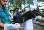 Animais feridos ao tocar na rede elétrica na Região Metropolitana são acolhidos pelo Zoo de Canoas; veja vídeo