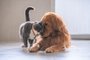 British short hair cat and golden retriever<!-- NICAID(15545385) -->