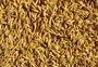 Com uma pitada de alta, preço do arroz no RS mantém patamar de 2020