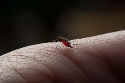 Mosquito, dengue. Foto: arcyto / stock.adobe.comIndexador: KOMSAN_ARCYTOFonte: 517822555<!-- NICAID(15167645) -->