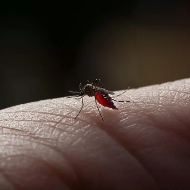 Mosquito, dengue. Foto: arcyto / stock.adobe.comIndexador: KOMSAN_ARCYTOFonte: 517822555<!-- NICAID(15167645) -->