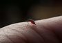 Cidade do Rio de Janeiro entra em situação de emergência em função da dengue