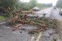 Árvore caída na RS-290 em São Gabriel devido ao temporal<!-- NICAID(15349423) -->