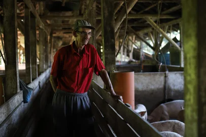 Poço das Antas, RS, BRASIL - 05/07/2023 - Crise da cooperativa Languiru, que está em recuperação judicial, dívidas que am R$ 1,1 bilhão, centenas de moradores do entorno que dependem do negócio para sobreviver. Na foto: Arno Greff, produtor de suínos de Poço das Antas (Foto: Anselmo Cunha/Agência RBS)<!-- NICAID(15476794) -->