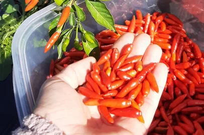 Pimenta turuçu<!-- NICAID(16363896) -->
