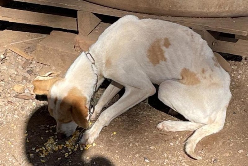 Cães são resgatados em situação de maus-tratos em Gramado<!-- NICAID(15495644) -->
