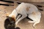 Cães são resgatados em situação de maus-tratos em Gramado<!-- NICAID(15495644) -->