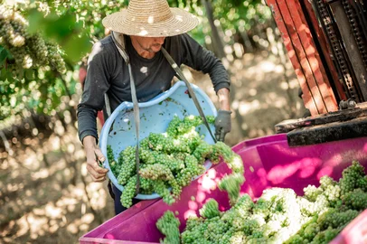 Cooperativa Vinícola Garibaldi encerra recebimento de uvas da safra 2026.<!-- NICAID(16255834) -->