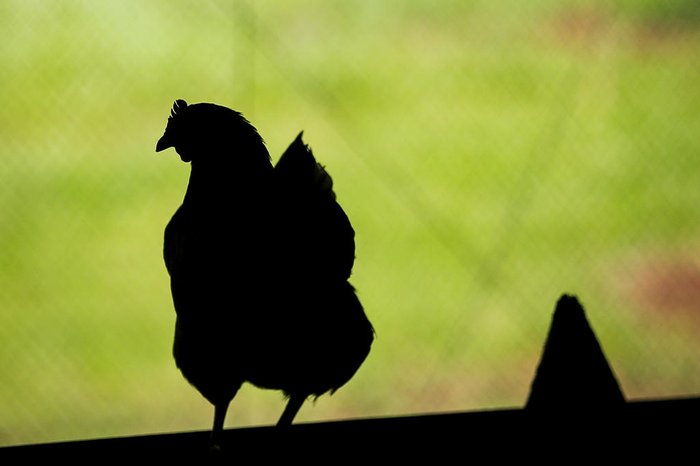 Mateus Bruxel / Agencia RBS