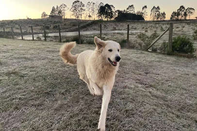 Com -4,5°C, São José dos Ausentes, na Serra, registra a menor temperatura do RS no amanhecer desta terça-feira.<!-- NICAID(16070745) -->