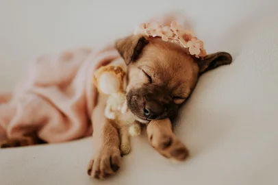 Ensaio new born de cachorros para adoção em Serafina Correa, no norte do RS<!-- NICAID(16089087) -->