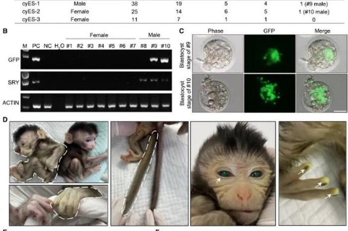 Revista Cell / Reprodução