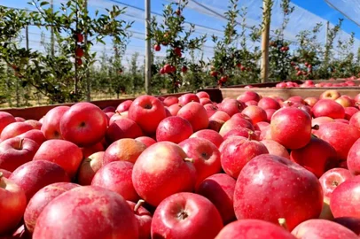 Rasip espera safra de 61 mil toneladas em 2024. <!-- NICAID(15683164) -->