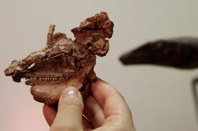Nova descoberta revela, pela primeira vez, a face de dinossauro conhecido há 25 anos<!-- NICAID(15937704) -->