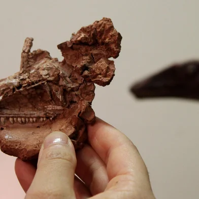 Nova descoberta revela, pela primeira vez, a face de dinossauro conhecido há 25 anos<!-- NICAID(15937704) -->