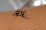 Picada do mosquito Aedes aegyptiLocal: Rio de JaneiroIndexador: Raquel PortugalFonte: Fiocruz Imagens<!-- NICAID(13548004) -->