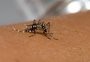 VÍDEO: saiba por que o "Aedes aegypti" é diferente do mosquito comum, o pernilongo