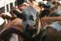 ***  Exportação de Gado  ***Embarque de gado para exportação na Estância Adriana em São Gabriel- o gado para exportação possui brinco na orelha<!-- NICAID(361608) -->