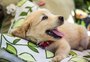 Como ensinar o pet a fazer xixi no lugar certo? Confira 10 dicas para cuidar de mascotes recém-chegados