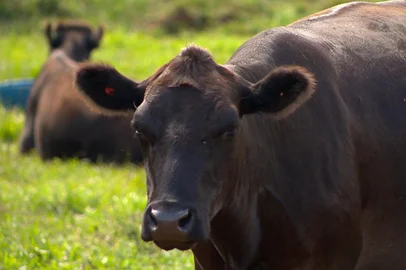 Família de Paim Filho investe na criação e melhoramento de gado que tem a carne mais cara do mundo<!-- NICAID(16002424) -->