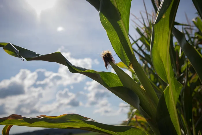 Stéfanie Telles / Especial Stéfanie Telles / Especial