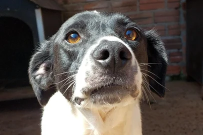 Com cães do Canil Municipal de Caxias do Sul, a Secretaria Municipal do Meio Ambiente (Semma), por meio do Departamento de Proteção Animal (DPA), realiza nesta domingo (6), das 14h às 17h, uma Feira de Adoção. A ação será realizada no estacionamento em frente ao Instituto Hospitalar Veterinário (IHVET) no campus da Universidade de Caxias do Sul (UCS).<!-- NICAID(15497394) -->