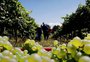 Safra 2026 da vinícola Nova Aliança alcança 50 milhões de quilos de uvas
