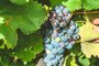 vinho, vinicola, viamão, destemperados<!-- NICAID(15678849) -->