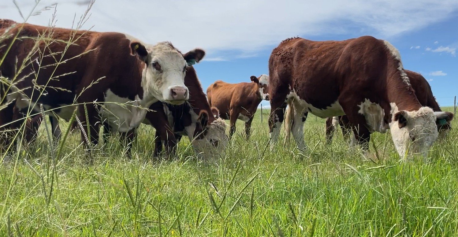 Chuvas regulares favorecem pastagens e animam pecuaristas na Campanha ga&uacute;cha