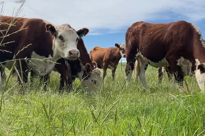 Lívia Monteiro / RBS TV Chuvas regulares favorecem pastagens e animam pecuaristas na Campanha gaúcha