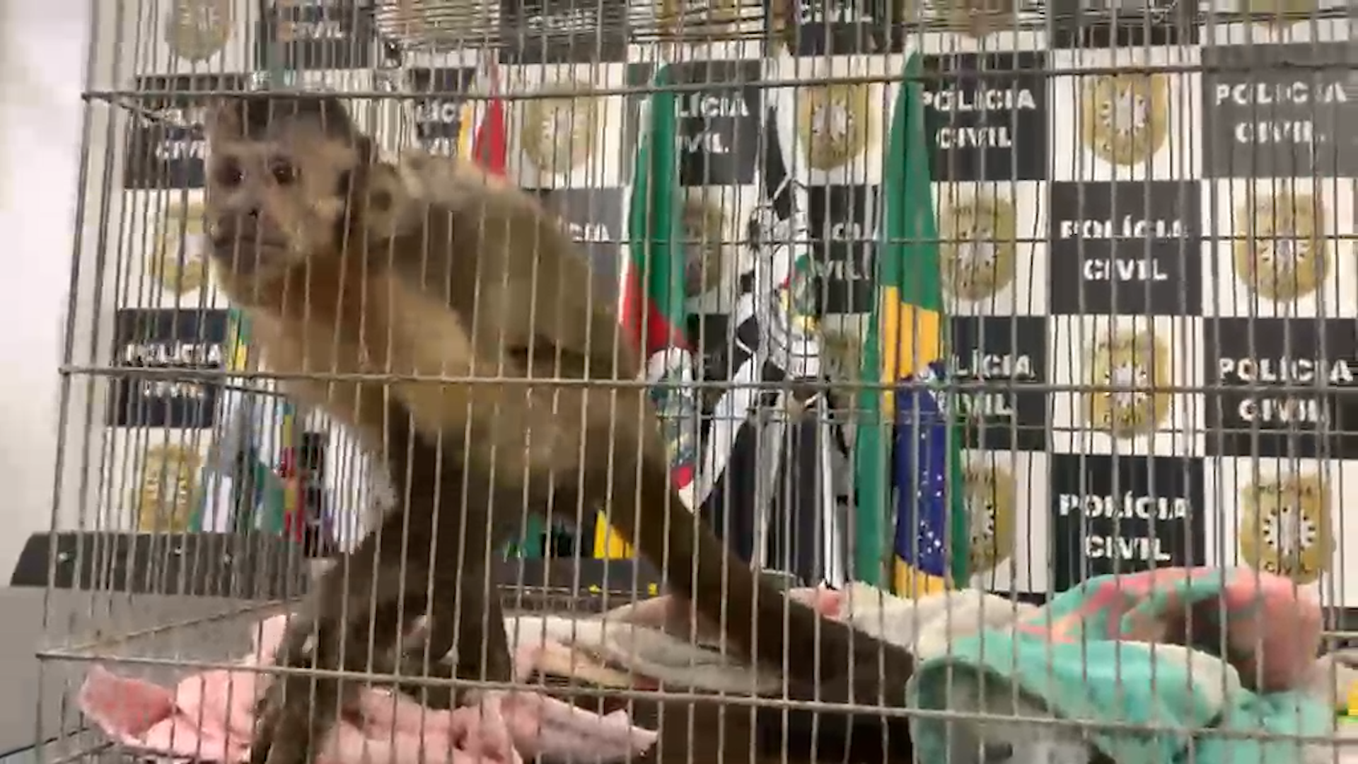 Macaco-prego &eacute; apreendido pela pol&iacute;cia durante opera&ccedil;&atilde;o na Regi&atilde;o Metropolitana