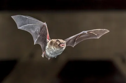 Daubentons bat (Myotis daubentonii) flying on attic of houseFonte: 383519670<!-- NICAID(15981632) -->