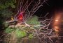 Vento acima de 80 km/h causa queda de árvores e danos estruturais no norte e noroeste do RS