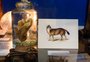 Exposição sobre Charles Darwin e a teoria da evolução entra em cartaz no Farol Santander