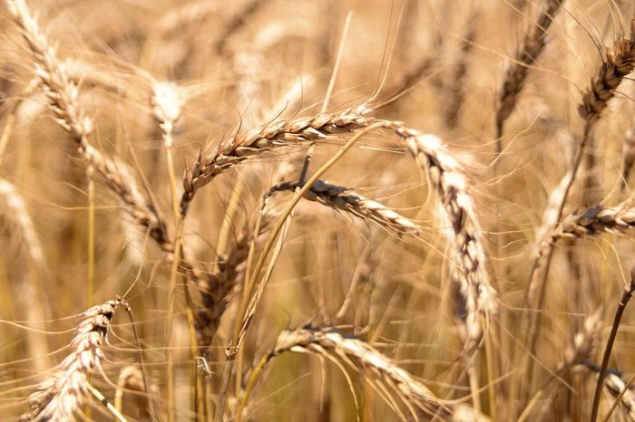 Diogo Zanatta / Especial