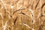 Colheita de trigo em Passo Fundo<!-- NICAID(10970816) -->