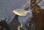 Palometa é avistada em rua do bairro Auxiliadora, em Porto Alegre