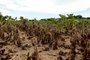Porto Alegre, RS, 24/01/2023 - Plantações de soja no Lami foram prejudicadas pela estiagem em Porto Alegre. Foto: Vinny Vanoni / PMPA.<!-- NICAID(15330831) -->
