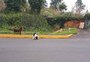 Proteção animal alerta para situações de cães perdidos durante a Romaria de Caravaggio, em Farroupilha