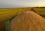 Apesar de irrigado, arroz também terá produção menor nesta safra