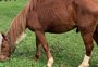 Cavalo Caramelo continuará vivendo no Hospital Veterinário da Ulbra por tempo indeterminado