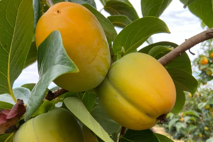 Silvestrin Frutas / Divulgação Silvestrin Frutas / Divulgação