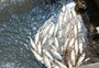 Secretarias de Meio Ambiente e Patram investigam mortes de peixes em rios de Bom Jesus e Vacaria 