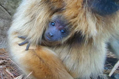 Bugio-preto nasce no GramadoZoo