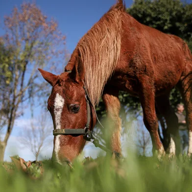 CANOAS, RS, BRASIL - 27.06.2024: Como está a recuperação do cavalo Caramelo. Resgatado de telhado na enchente de maio, o animal virou símbolo de resistência. Fotos: Duda Fortes / Agencia RBS<!-- NICAID(15799680) -->
