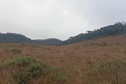Lobo-guará (Chrysocyon brachyurus) avistado no final da tarde de sexta-feira no cânion Fortaleza, no Parque Nacional da Serra Geral. Cada aparição do animal é muito celebrada, pois destaca a preservação da espécie e também que há segurança ambiental na área dos Parques Nacionais de Aparados da Serra e da Serra Geral, administrados pela Urbia, em Cambará do Sul. De acordo com avaliação do Ministério do Meio Ambiente e do Instituto Chico Mendes de Conservação da Biodiversidade (ICMBio), no Brasil, o animal está em situação de extrema vulnerabilidade e ameaçado de extinção.<!-- NICAID(16074041) -->