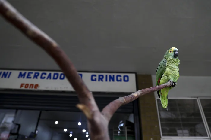 Camila Hermes / Agencia RBS Camila Hermes / Agencia RBS