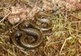 Nova espécie de cobra descoberta em floresta do Peru é batizada em homenagem a Harrison Ford