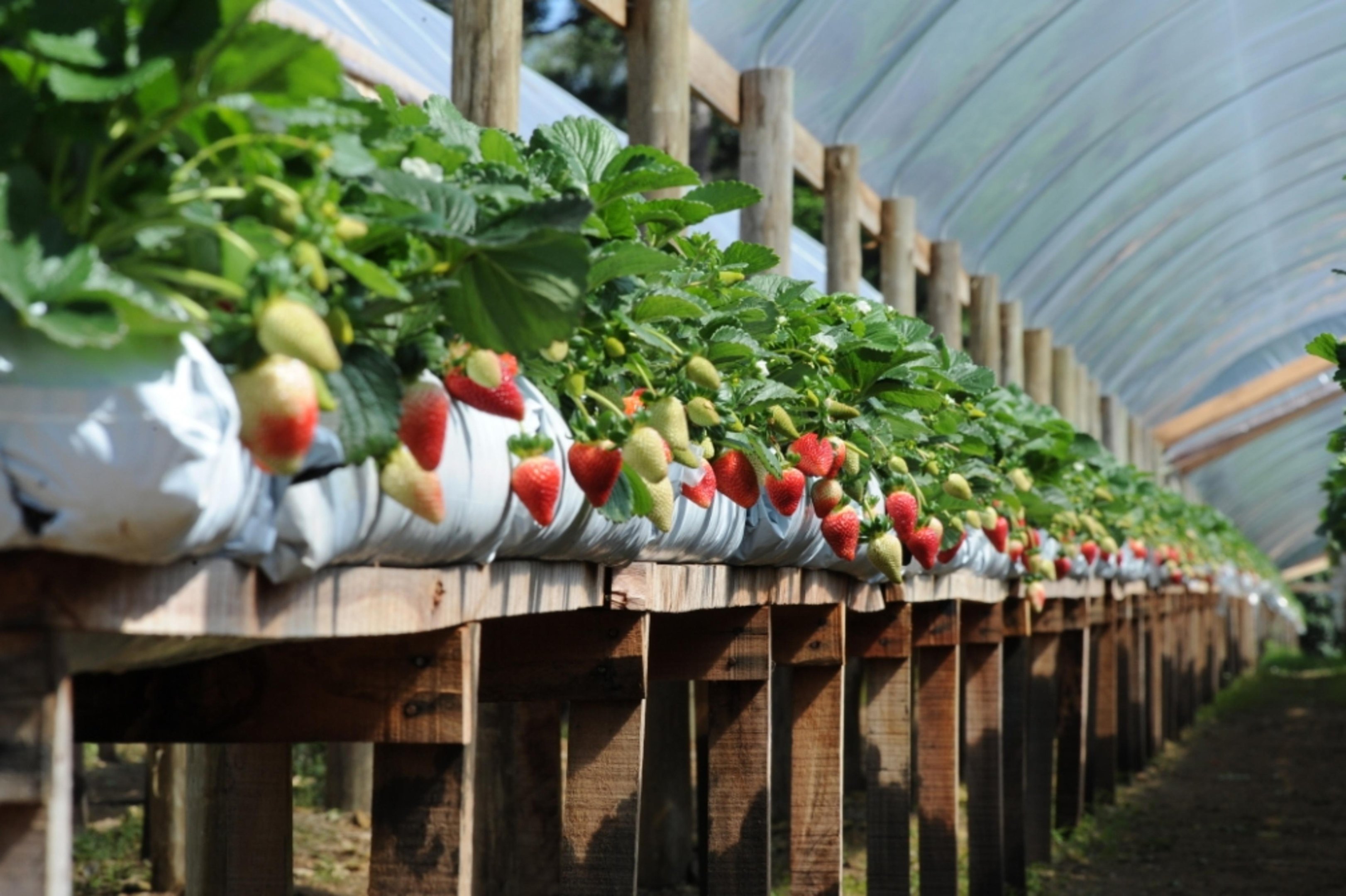 Ministério da Agricultura deve prorrogar novas regras do morango